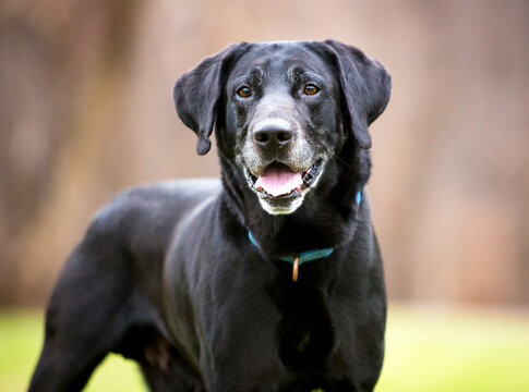 A senior black Labrador Retriever dog with gray hair on its face