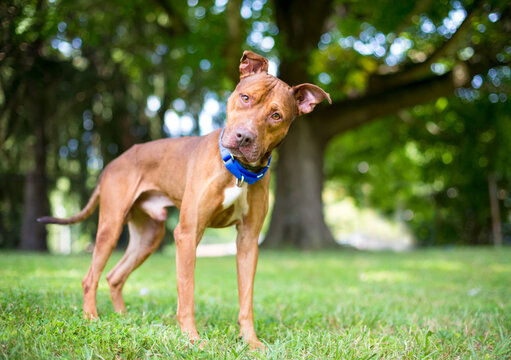 A Pit Bull Terrier mixed breed dog with floppy ears listening with a head tilt