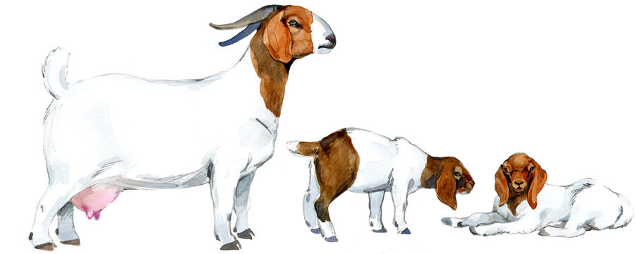 Boer goat and kids watercolor illustration isolated on transparent background