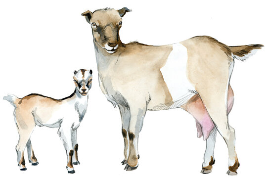 LaMancha goat and kid watercolor illustration isolated on transparent background