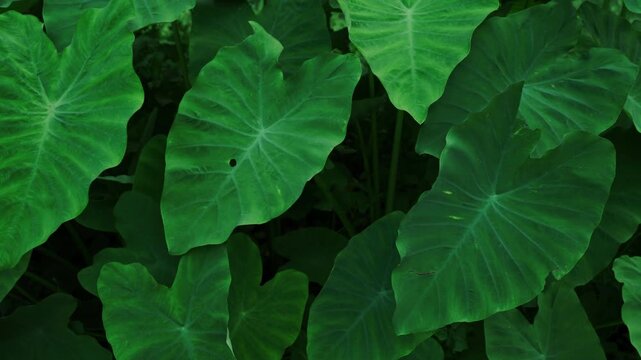 Nature background of dark green tropical leaves in a dense jungle garden.