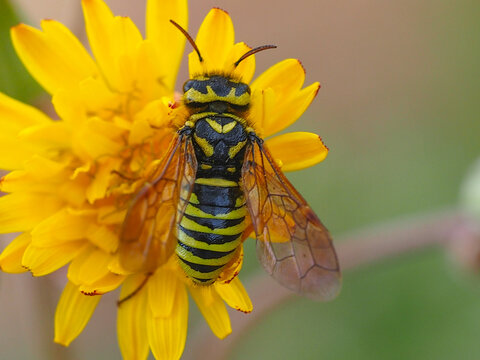 Sawfly (Megalodontes bucephalus)