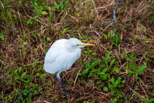 A Cattle Egret (Bubulcus ibis) standing in the grass in Taipei Zoo (or Ho Chi Minh City)
