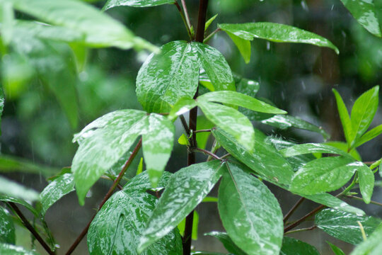 macro and micro photos of plants and wild nature backgrounds