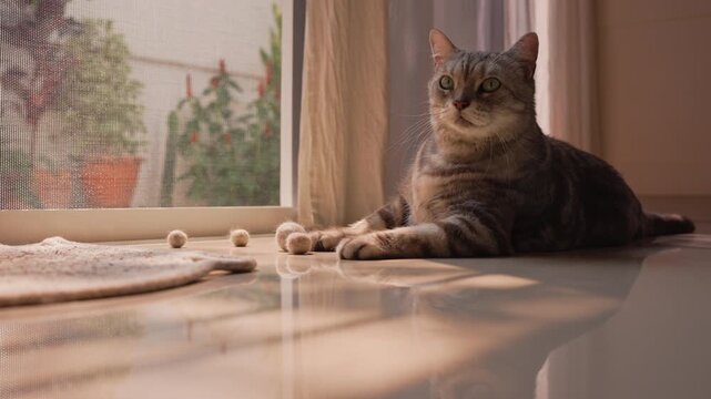 Fat gray tabby American Shorthair cat looking out then turning to slowly observing inside home. Slow zoom-in with warm sunlight creates a peaceful harmonious mood.