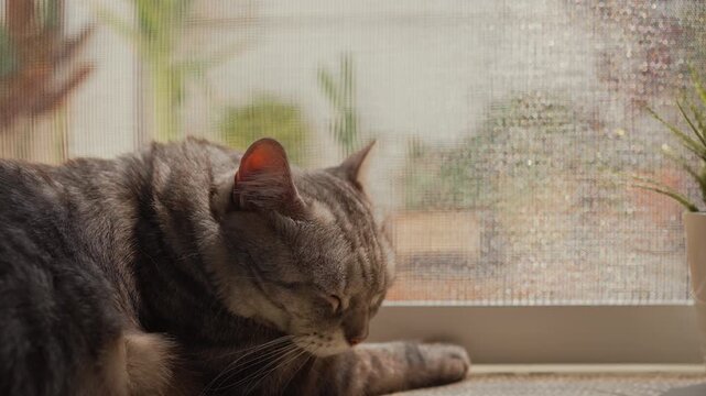 Close-up of sleepy fat gray tabby American Shorthair cat with drowsy eyes, slowly lying flat and resting head on floor. Warm morning sunlight and natural shadows create a peaceful home mood.