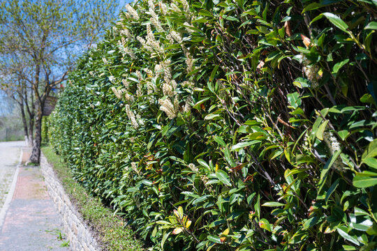 a flowering cherry laurel hedge (prunus laurocerasus) in full spring bloom, featuring glossy green leaves and upright white flower spikes along a sunny sidewalk