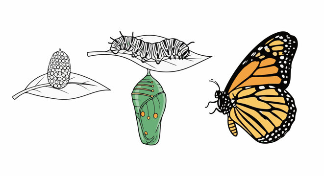 Life cycle illustration of a monarch butterfly, showing egg, caterpillar, pupa, and adult