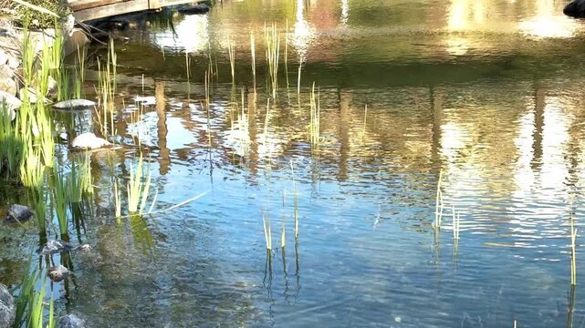 Traditional Japanese garden pond under bright midday sun