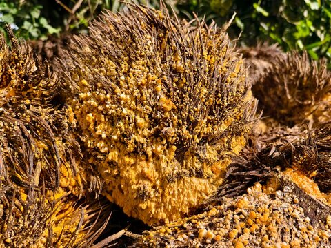 empty fruit bunches or jangkos grow yellow fungus