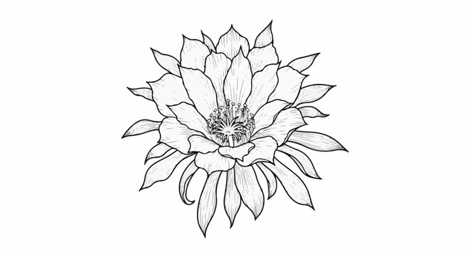Intricate line art drawing of a blooming cactus flower with delicate petals