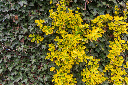 Golden euonymus leaves grow through a dense wall of English ivy with dark green lobed foliage. Useful for garden texture, evergreen groundcover, variegated shrub, hedge design and landscaping backgrou