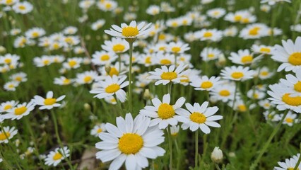 Fototapeta premium Field daisies close up in natural summer meadow