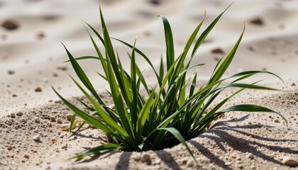 Obraz premium Lush Green Plant Amid Rippled White Sand Dunes Under Sunny
