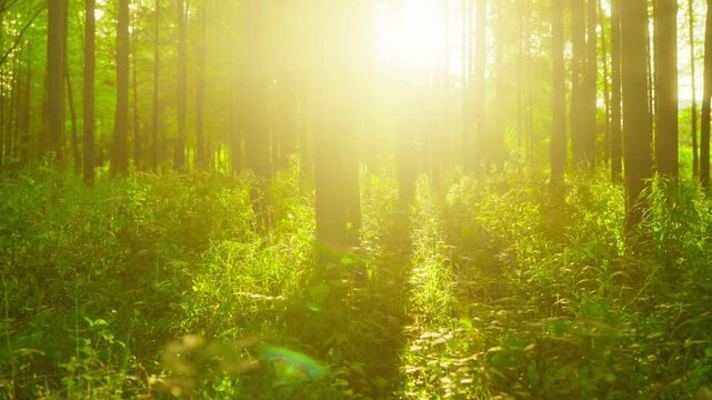 Sunlit Forest Path in Morning Light