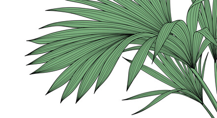 Fototapeta premium Close-up of lush green palm fronds with detailed line work, representing tropical nature and exotic vegetation on a white background.