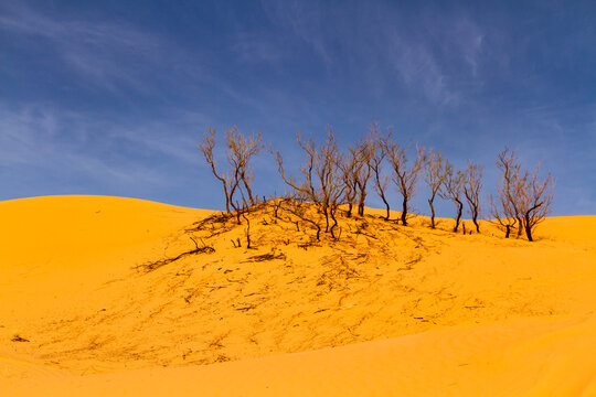 Background. A regenerating tamarisk (Tamarix aphylla) sprouting from a large dune. Sahara, Great Eastern Erg, Tunisia