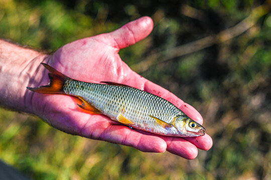 shiner minnow