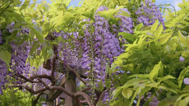 Blooming Purple Wisteria Flowers Swaying in Garden Breeze