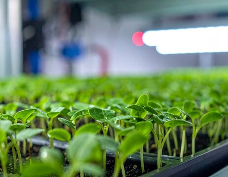 Close-up view of numerous vibrant green seedlings growing in a tray under artificial light in a controlled indoor environment.