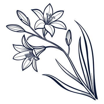 Brodiaea Botanical Minimal Line Art Illustration