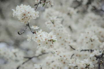 Fototapeta premium Beautiful white spring blossom of Prunus cerasifera tree against soft sky light for serene background
