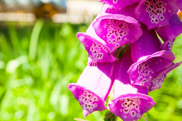 Summer flower background, closeup of purple foxglove petals with white dots © syntheticmessiah