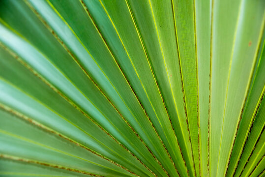 Close-up of a green palm leaf showing geometric patterns and natural texture