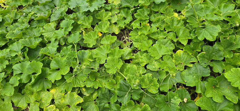 The pumpkin plant is herbaceous vine in the cucumber family, covered in coarse hairs all over plant.broad leaves with serrated, There are yellow flowers blooming. Tendrils extending opposite leaves

