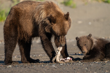 Fototapeta premium Bears eating what is left of a fish find