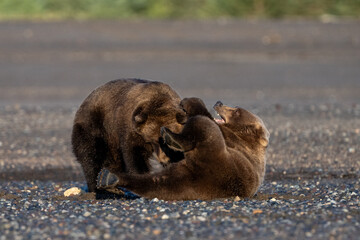 Bear cubs wrestling and playing on the beach © feeferlump