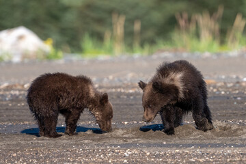 Two bear cubs digging in the sand and playing © feeferlump
