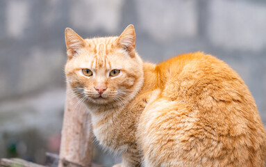 Fototapeta premium Close-up of an adorable shorthaired tabby cat