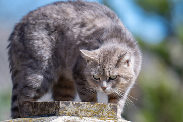 Fototapeta premium Close-up of an adorable shorthaired tabby cat
