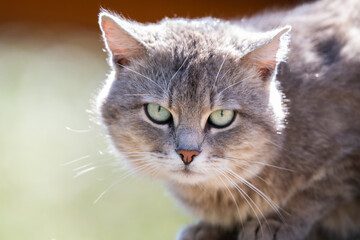 Fototapeta premium Close-up of an adorable shorthaired tabby cat