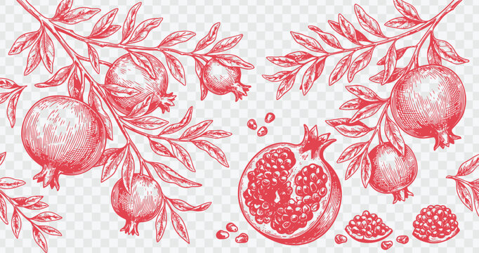 Seamless pattern with pomegranate fruits, leaves and seeds. Hand drawn vector illustration in vintage style. Botanical background for textile, fabric, wallpaper, wrapping paper.