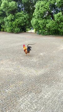 Gallo de Oporto en jardines del palacio de Cristal 