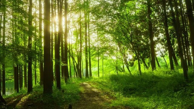 Sunlit Forest Path in Morning Light