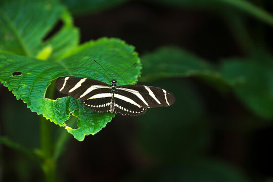 Zebra Longwing butterfly resting on foliage
