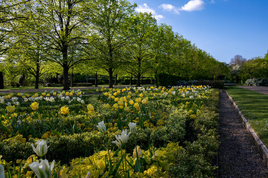 Glorious flowerbed in Regents park in London
