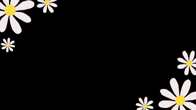 White daisy animation on black background. Cute flower motion graphic template.