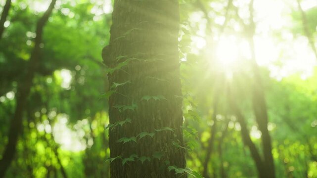 Sunlight behind tree trunk with ivy in forest