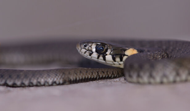 Common Grass Snake Natrix natrix curled up and looking back on a stone