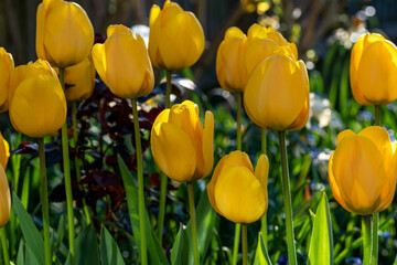 Obraz premium Bright yellow tulips in full flower