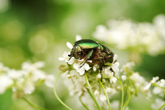 Macro shot of a metallic green rose chafer beetle (Cetonia aurata) on white wildflower umbels
