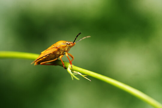 Macro shot of a brown shield bug (stink bug) resting on a thin green plant stem