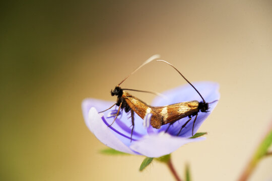 Extreme macro shot of two fairy moths (Adelidae) mating on a purple wildflower