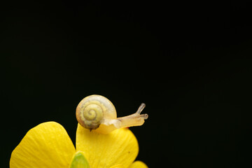 Macro shot of a tiny snail crawling across the petal of a bright yellow wildflower against a black background © Gecko Studio