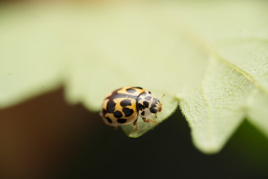Macro shot of a fourteen-spotted ladybug (Propylea quatuordecimpunctata) crawling on the edge of a fuzzy green leaf against a black background