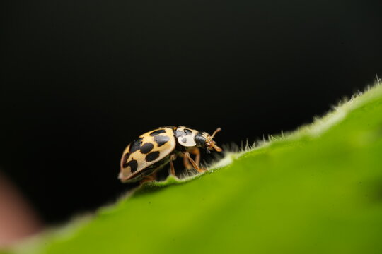 Macro shot of a fourteen-spotted ladybug (Propylea quatuordecimpunctata) crawling on the edge of a fuzzy green leaf against a black background